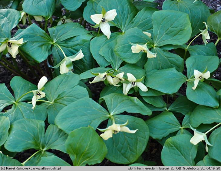 Trillium erectum Luteum