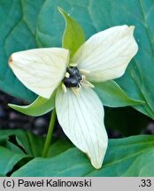 Trillium erectum Luteum