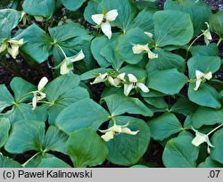 Trillium erectum Luteum