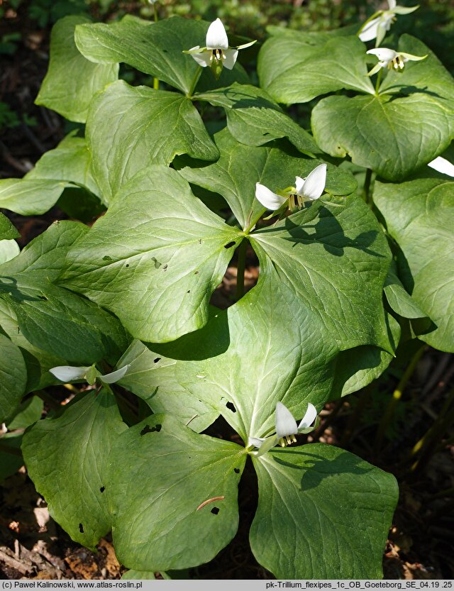 Trillium flexipes