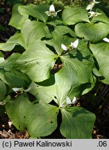 Trillium flexipes