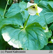 Trillium flexipes