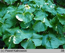 Trillium flexipes