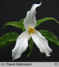 Trillium grandiflorum (trójlist wielkokwiatowy)