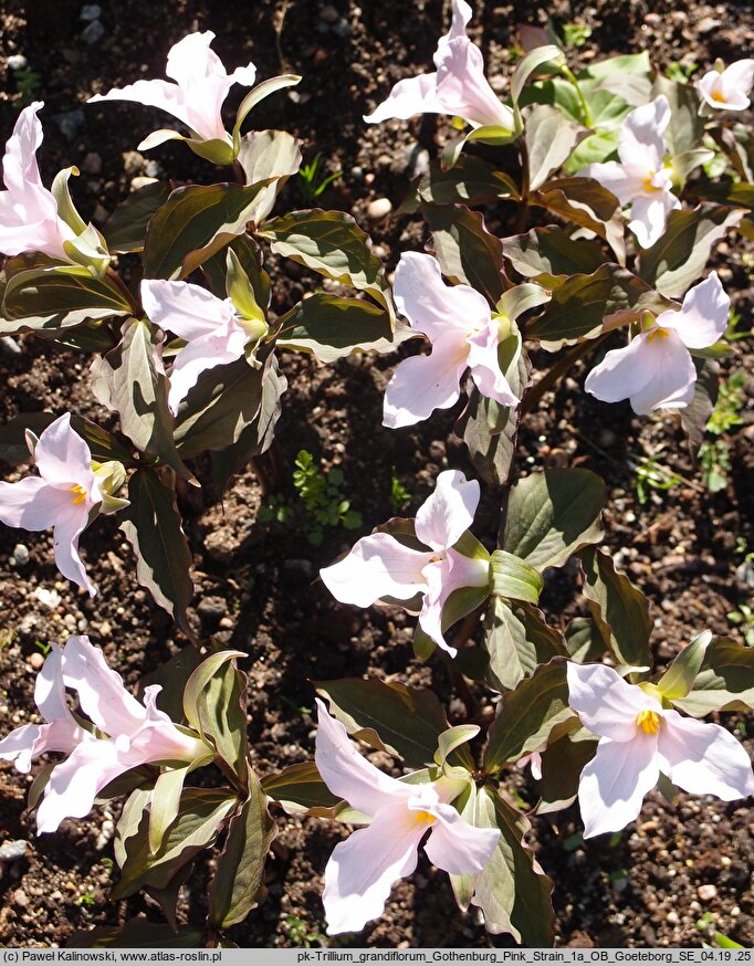 Trillium grandiflorum Gothenburg Pink