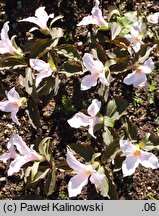 Trillium grandiflorum Gothenburg Pink