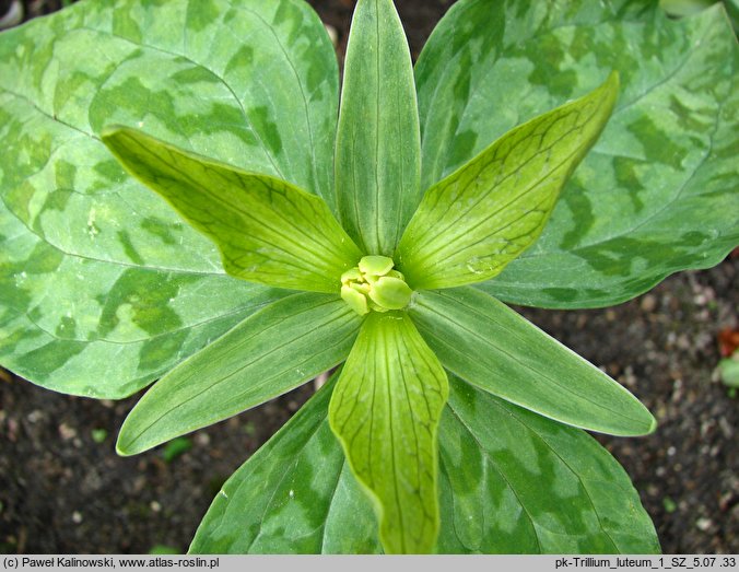 Trillium luteum (trójlist żółty)