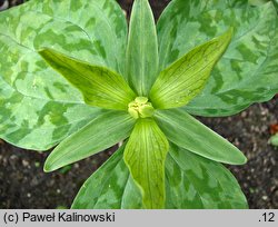 Trillium luteum (trójlist żółty)