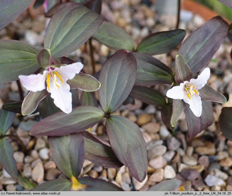 Trillium pusillum (trójlist drobny)