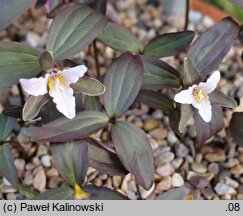 Trillium pusillum (trójlist drobny)