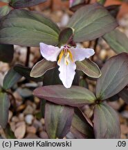 Trillium pusillum (trójlist drobny)