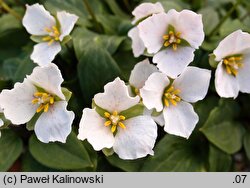 Pseudotrillium rivale