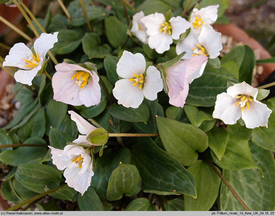 Pseudotrillium rivale