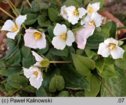 Pseudotrillium rivale