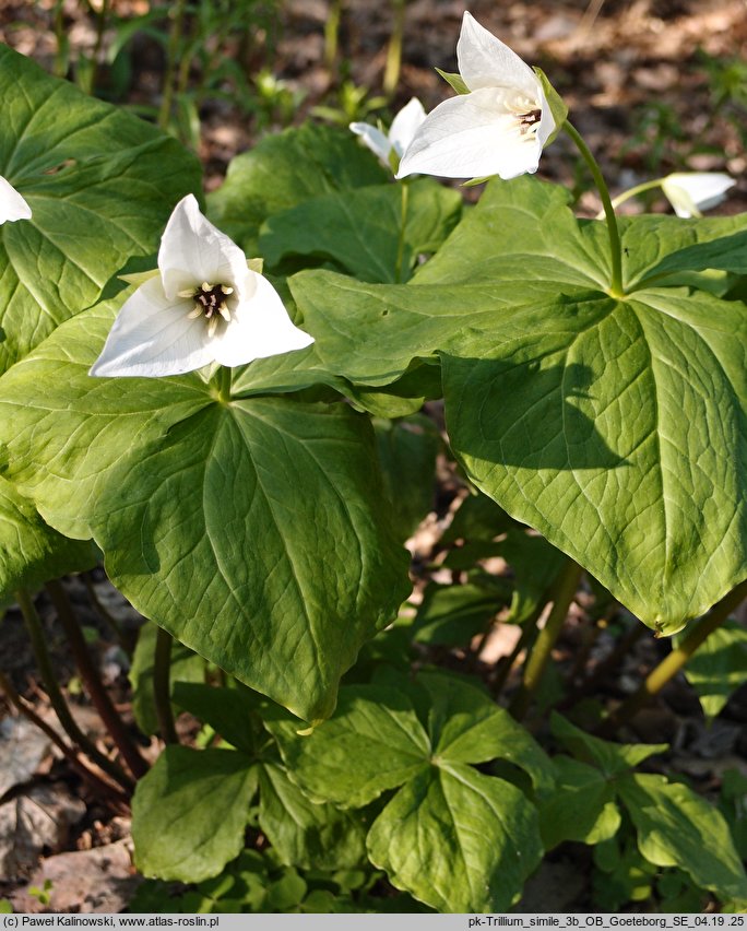 Trillium simile