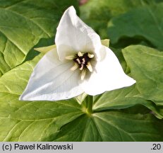 Trillium simile