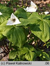 Trillium simile