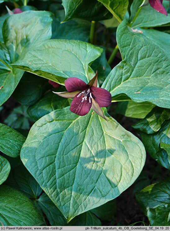 Trillium sulcatum