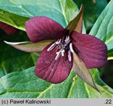 Trillium sulcatum