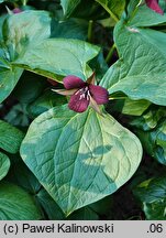 Trillium sulcatum