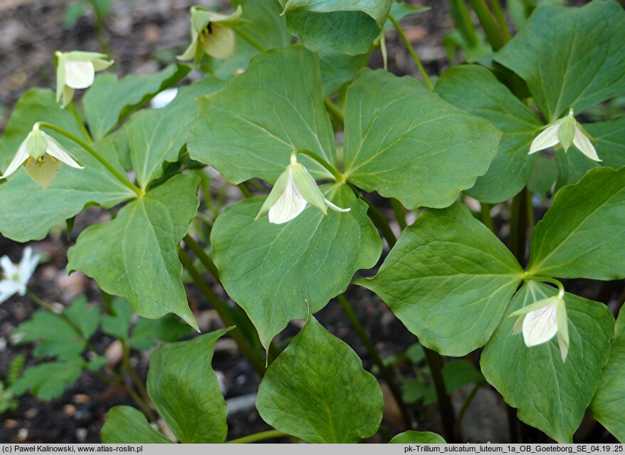 Trillium sulcatum var. luteum