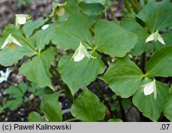 Trillium sulcatum var. luteum