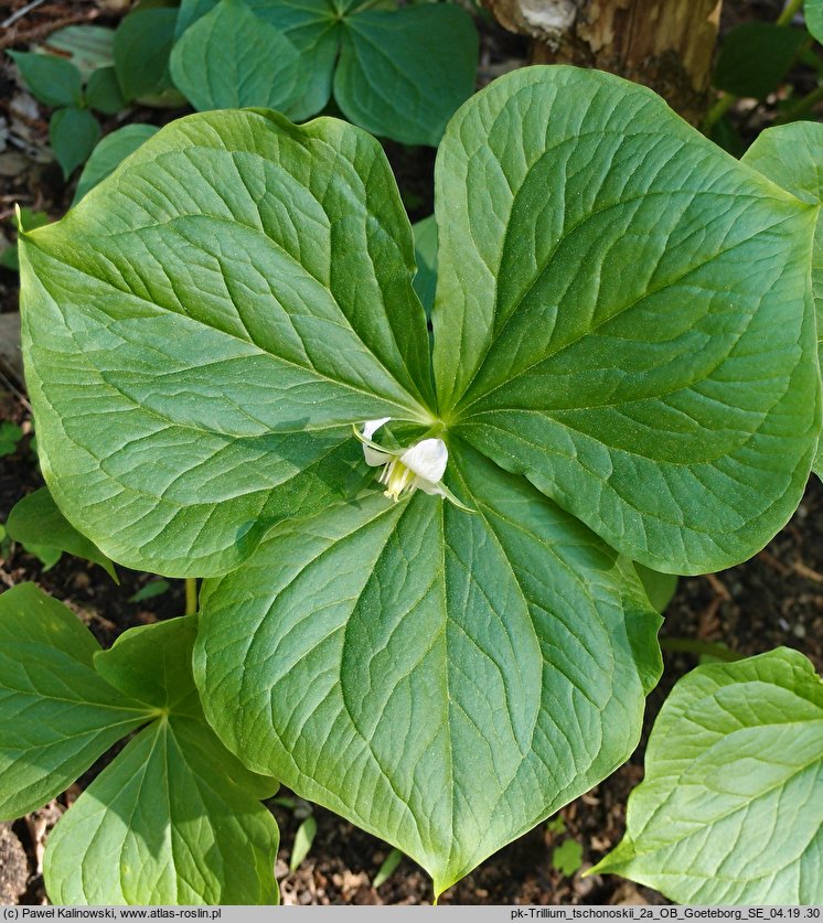 Trillium tschonoskii