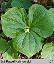 Trillium tschonoskii