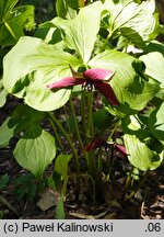 Trillium vaseyi × erectum