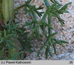 Matricaria maritima ssp. maritima (maruna nadmorska)