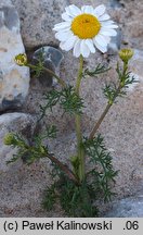 Matricaria maritima ssp. maritima (maruna nadmorska)