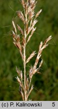 Trisetum sibiricum (konietlica syberyjska)