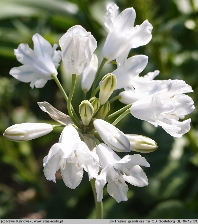 Triteleia grandiflora