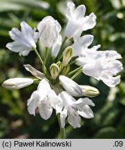 Triteleia grandiflora