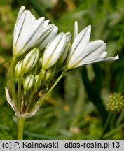 Triteleia hyacinthina