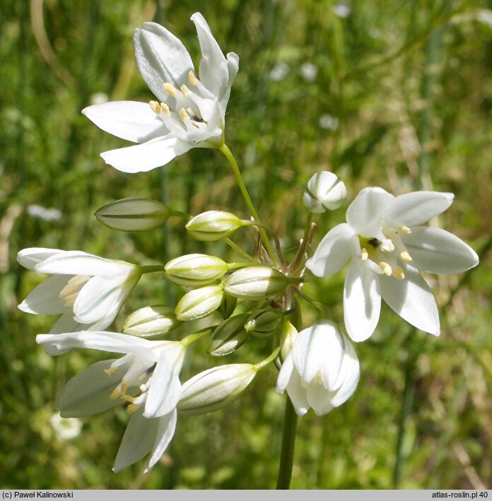 Triteleia hyacinthina