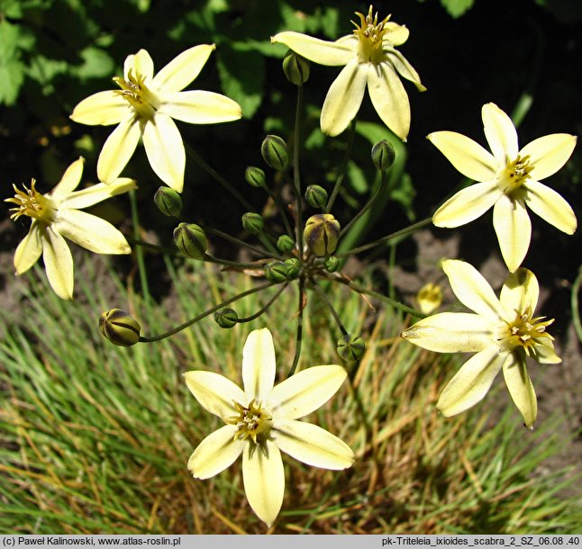 Triteleia ixioides ssp. scabra