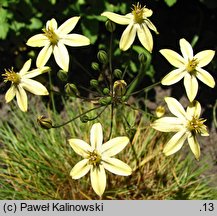 Triteleia ixioides ssp. scabra