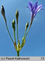 Triteleia laxa