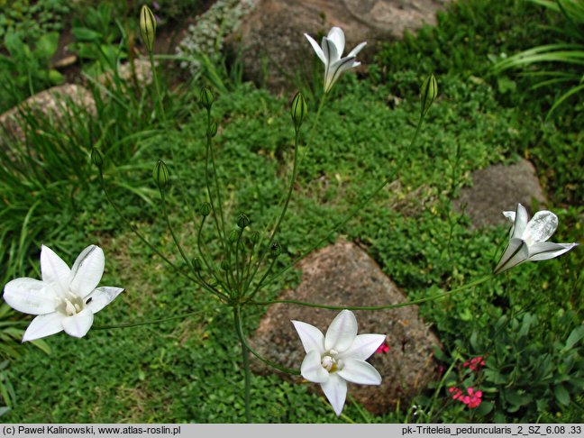 Triteleia peduncularis