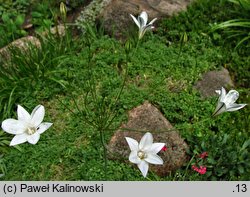 Triteleia peduncularis