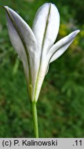 Triteleia peduncularis