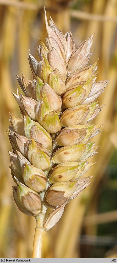 Triticum compactum (pszenica zbita)