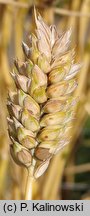 Triticum compactum (pszenica zbita)