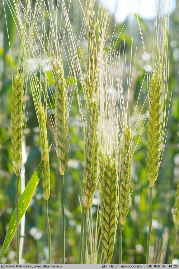 Triticum monococcum (pszenica samopsza)