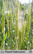 Triticum monococcum (pszenica samopsza)