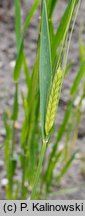 Triticum monococcum (pszenica samopsza)