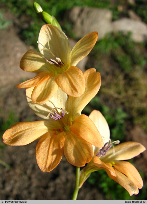 Tritonia crocata