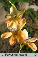 Tritonia crocata