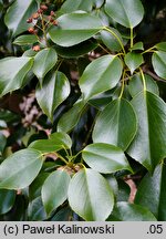 Trochodendron aralioides (trochodendron araliowaty)